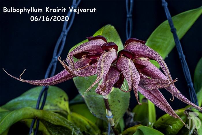 Name:  Bulbophyllum Krairit Vejvarut4 06162020.jpg
Views: 655
Size:  201.2 KB