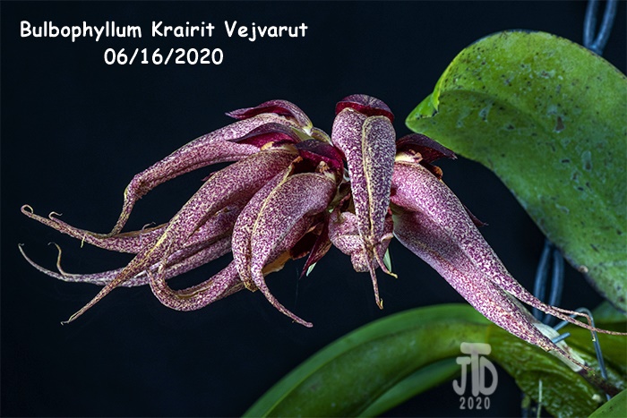 Name:  Bulbophyllum Krairit Vejvarut3 06162020.jpg
Views: 700
Size:  171.3 KB