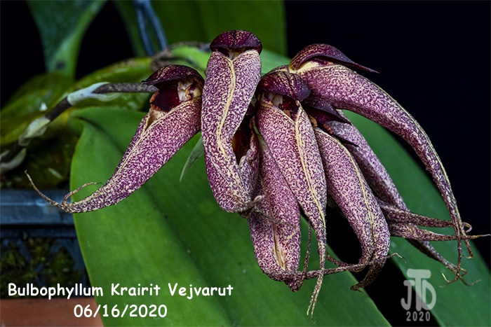Name:  Bulbophyllum Krairit Vejvarut5 06162020.jpg
Views: 645
Size:  174.0 KB