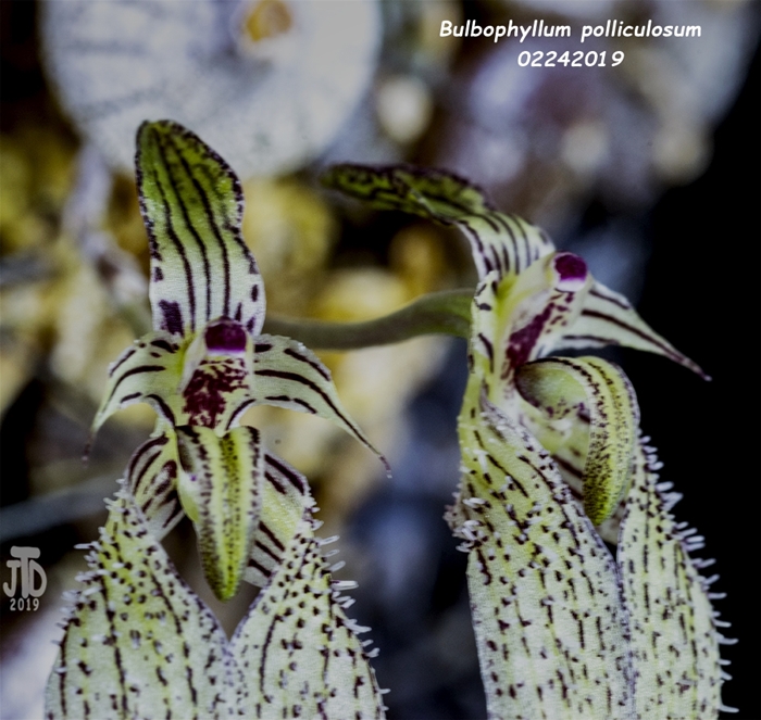 Name:  Bulbophyllum polliculosum3 02242019.jpg
Views: 870
Size:  324.6 KB