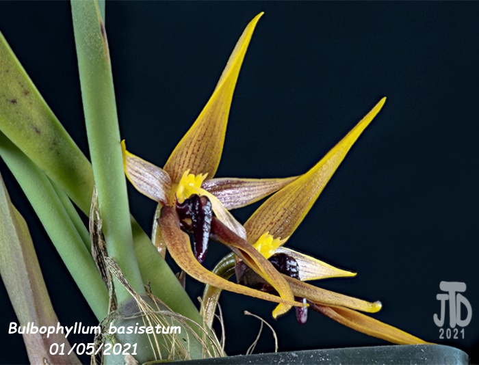 Name:  Bulbophyllum basisetum4 01052021.jpg
Views: 1147
Size:  126.3 KB