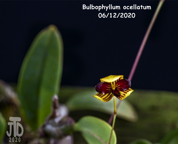 Name:  Bulbophyllum ocellatum5 06122020.jpg
Views: 343
Size:  94.0 KB