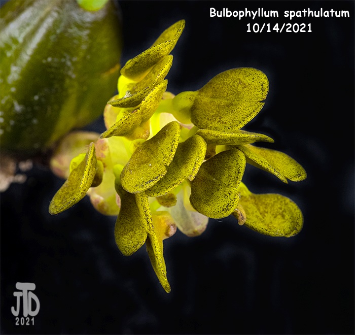 Name:  Bulbophyllum spathulatum1 10142021.jpg
Views: 1361
Size:  186.8 KB