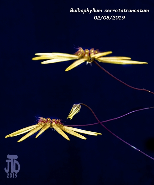 Name:  Bulbophyllum serratotruncatum3 02092019.jpg
Views: 126
Size:  149.8 KB