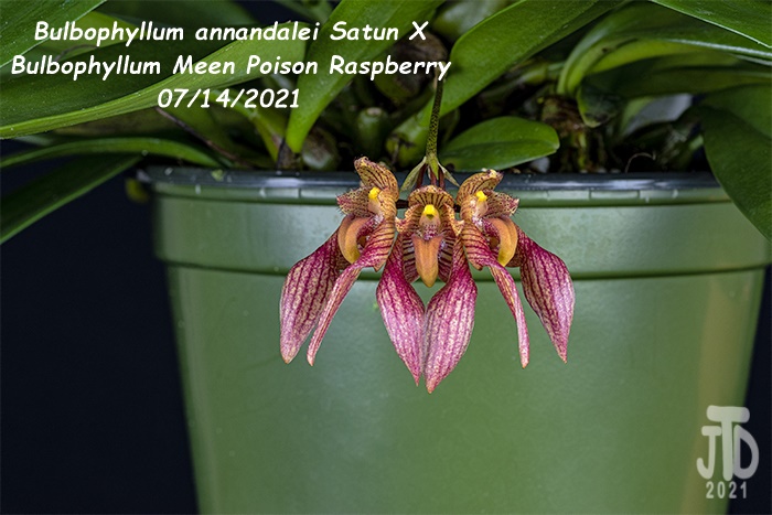 Name:  Bulbophyllum annandalei Satun X Bulbo. Meen Poison Raspberry3 08142021.jpg
Views: 350
Size:  119.2 KB