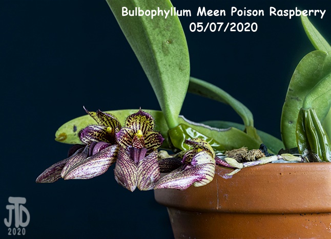 Name:  Bulbophyllum Meen Poison Raspberry3 05072020.jpg
Views: 241
Size:  153.1 KB