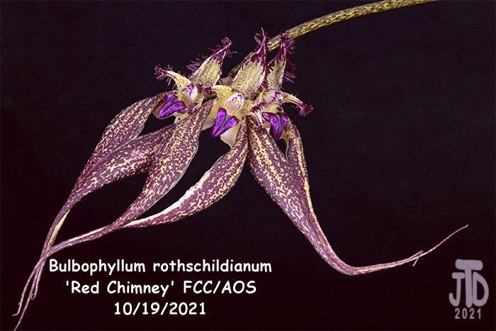 Name:  Bulbophyllum rothschildianum 'Red Chimney' FCCAOS1 10172021.jpg
Views: 366
Size:  126.6 KB