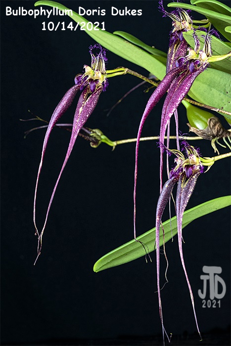Name:  Bulbophyllum Doris Dukes2 10142021.jpg
Views: 322
Size:  178.8 KB
