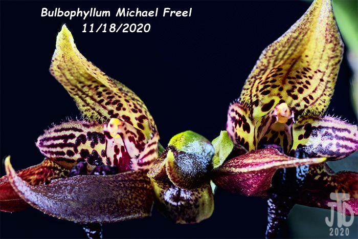 Name:  Bulbophyllum Michael Freel1 11182020.jpg
Views: 2000
Size:  176.9 KB