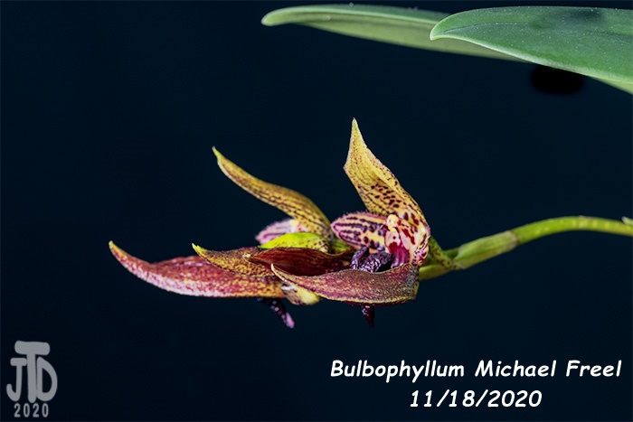 Name:  Bulbophyllum Michael Freel2 11182020.jpg
Views: 2758
Size:  91.2 KB