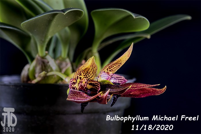 Name:  Bulbophyllum Michael Freel4 11182020.jpg
Views: 1551
Size:  97.3 KB