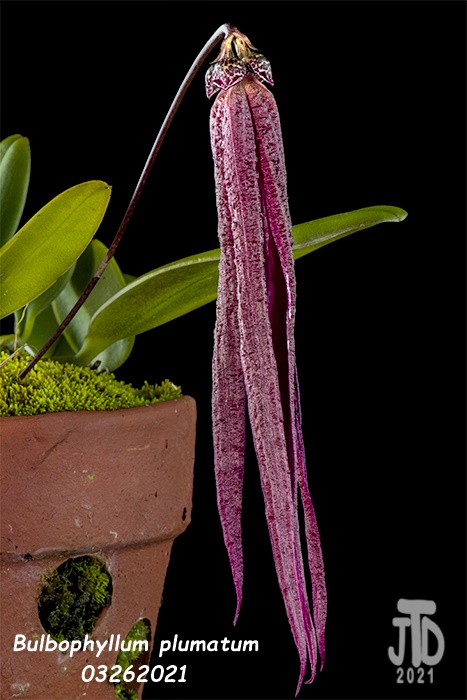 Name:  Bulbophyllum plumatum1 03262021.jpg
Views: 889
Size:  115.5 KB