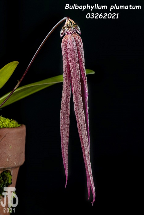 Name:  Bulbophyllum plumatum4 03262021.jpg
Views: 808
Size:  106.8 KB