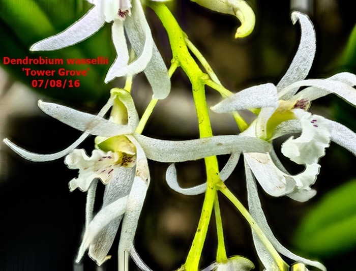 Name:  Dendrobium wassellii 60mm.jpg
Views: 576
Size:  286.7 KB