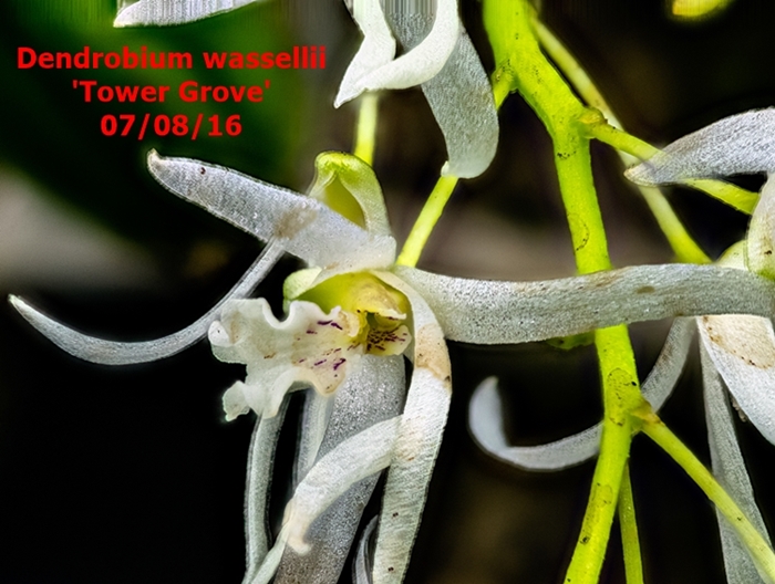 Name:  Dendrobium wassellii 100mm.jpg
Views: 533
Size:  266.5 KB