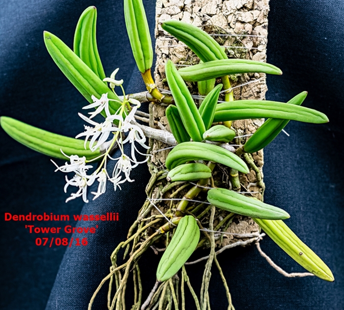 Name:  Dendrobium wassellii.jpg
Views: 1317
Size:  417.8 KB