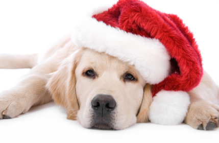Name:  christmas-puppy.jpg
Views: 392
Size:  133.6 KB