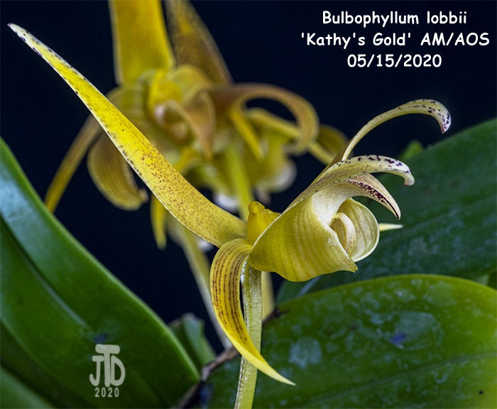 Name:  Bulbophyllum lobbii 'Kathy's Gold' AM-AOS2 05152020.jpg
Views: 708
Size:  141.8 KB