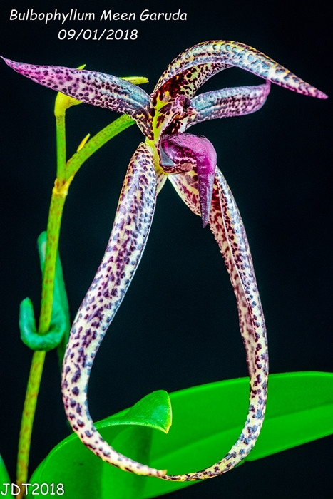 Name:  Bulbophyllum Meen Garuda1 100mm 09-01-2018.jpg
Views: 364
Size:  274.3 KB