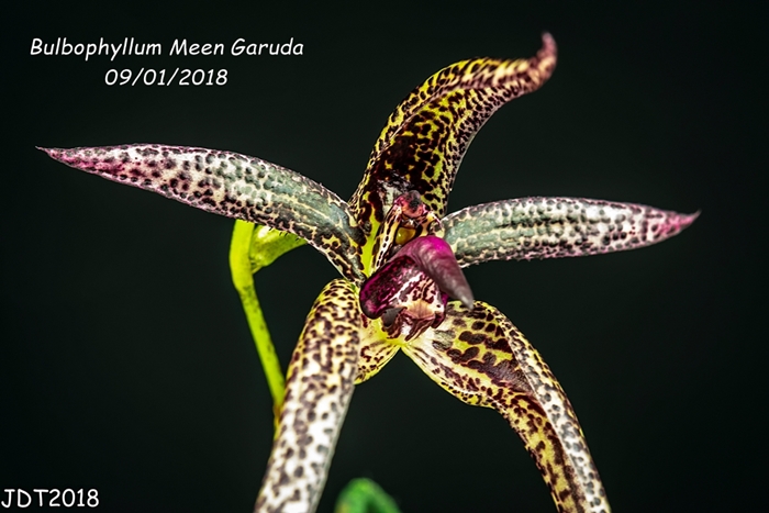 Name:  Bulbophyllum Meen Garuda2 100mm 09-01-2018.jpg
Views: 813
Size:  215.9 KB