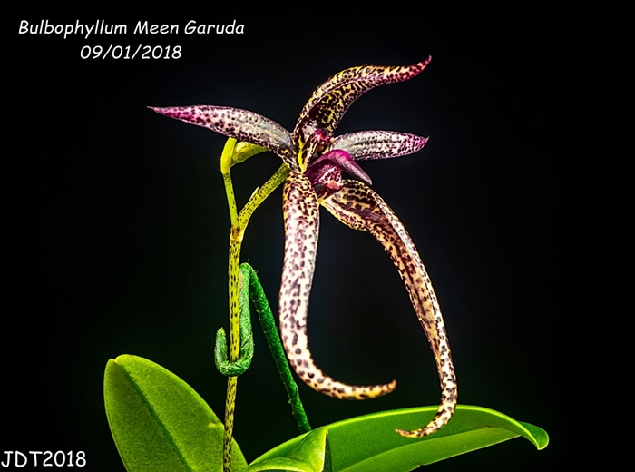 Name:  Bulbophyllum Meen Garuda 48mm 09-01-2018.jpg
Views: 272
Size:  203.1 KB