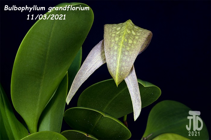 Name:  Bulbophyllum grandiflorum3 11032021.jpg
Views: 334
Size:  101.5 KB