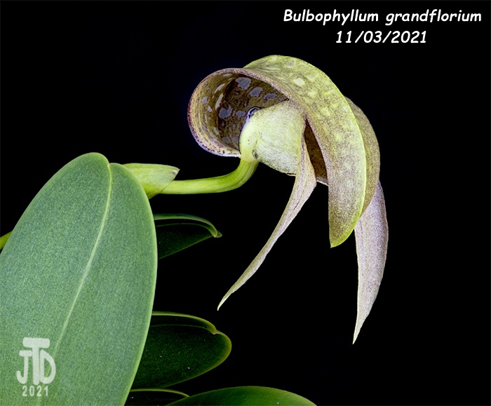 Name:  Bulbophyllum grandiflorum4 11032021.jpg
Views: 325
Size:  122.1 KB