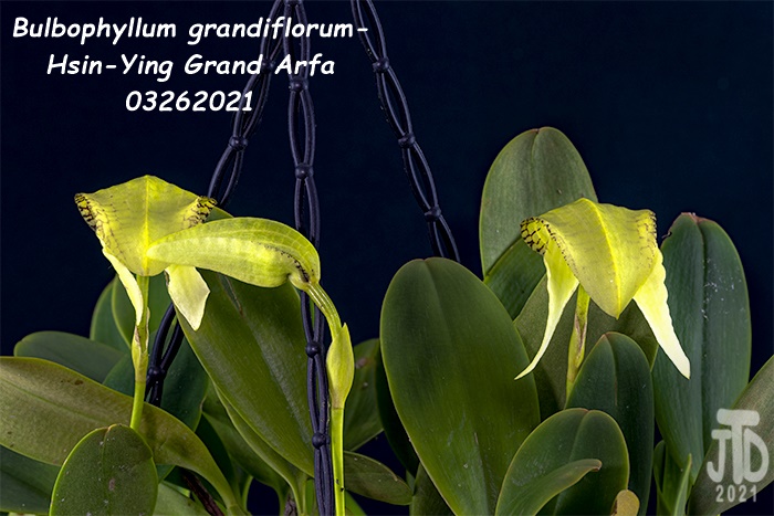 Name:  Bulbophyllum grandiflorum-Hsin-Ying Grand Arfa3 03262021.jpg
Views: 543
Size:  127.3 KB