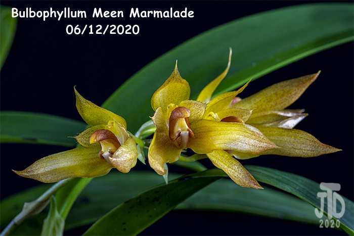 Name:  Bulbophyllum Meen Marmalade5 06122020.jpg
Views: 499
Size:  102.5 KB