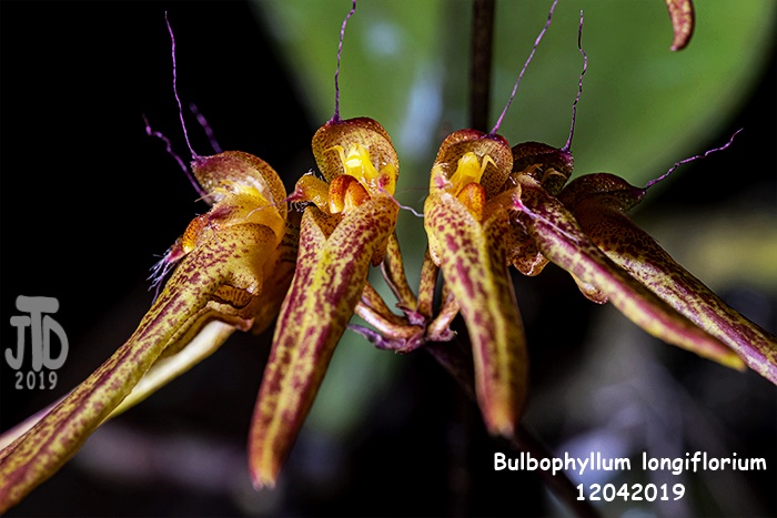 Name:  Bulbophyllum longiflorium4 12042019.jpg
Views: 1075
Size:  124.8 KB