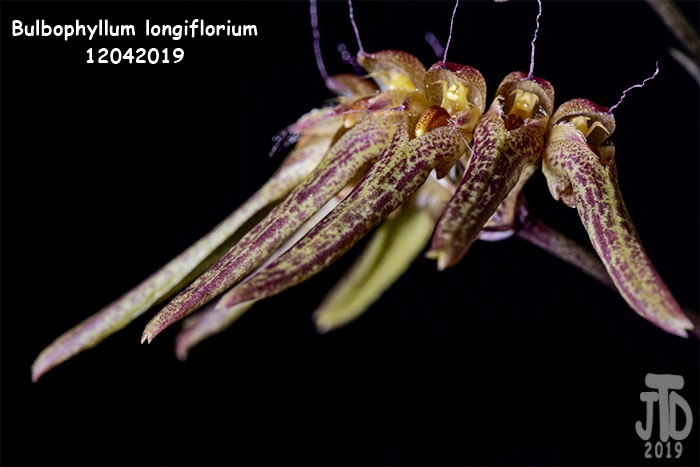 Name:  Bulbophyllum longiflorium2 12042019.jpg
Views: 549
Size:  93.4 KB