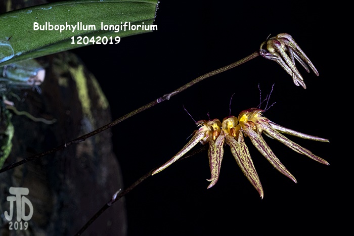 Name:  Bulbophyllum longiflorium3 12042019.jpg
Views: 173
Size:  95.8 KB