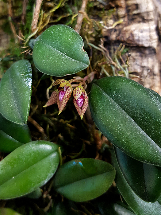 Name:  Bulbophyllum mirum fiore.jpg
Views: 370
Size:  375.9 KB