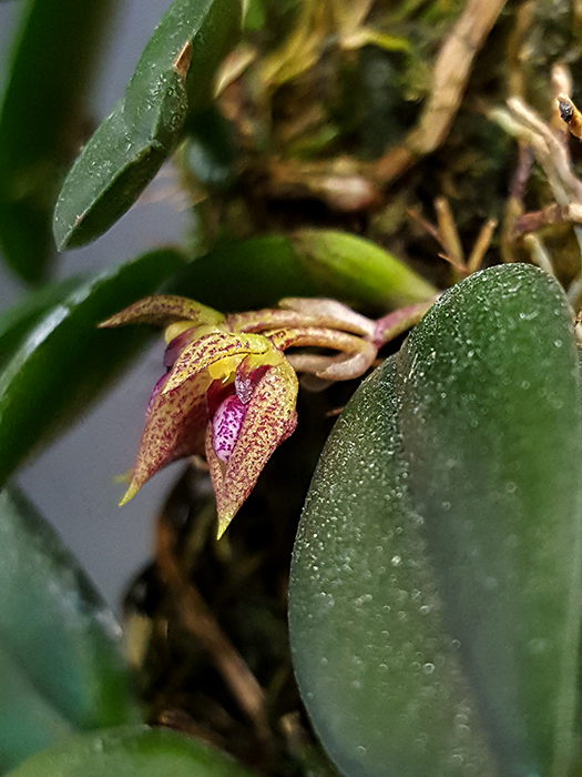 Name:  Bulbophyllum mirum fiore 2.jpg
Views: 413
Size:  310.6 KB