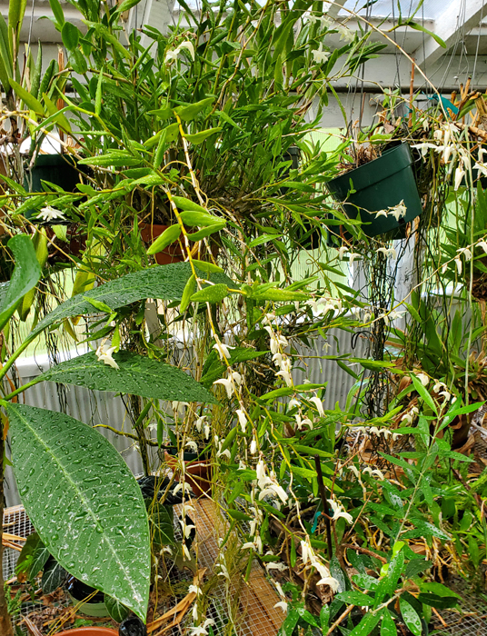 Name:  Dendrobium crumenatum1.jpg
Views: 363
Size:  652.0 KB