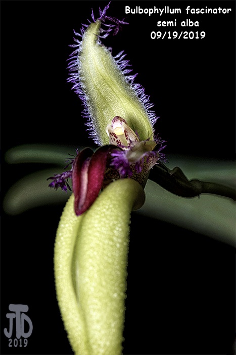 Name:  Bulbophyllum fascinator semi alba2 09192019.jpg
Views: 248
Size:  95.4 KB