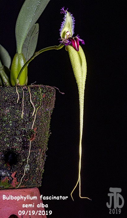 Name:  Bulbophyllum fascinator semi alba3 09192019.jpg
Views: 190
Size:  139.9 KB