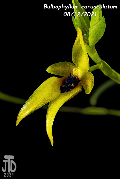 Name:  Bulbophyllum carunculatum4 08122021.jpg
Views: 747
Size:  74.6 KB