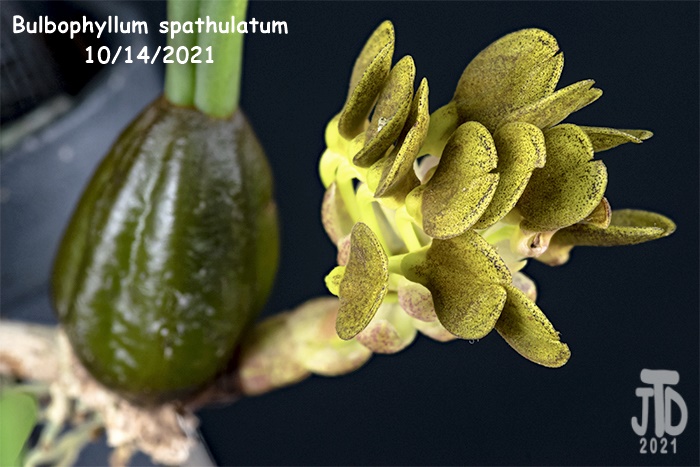 Name:  Bulbophyllum spathulatum4 10142021.jpg
Views: 551
Size:  127.1 KB