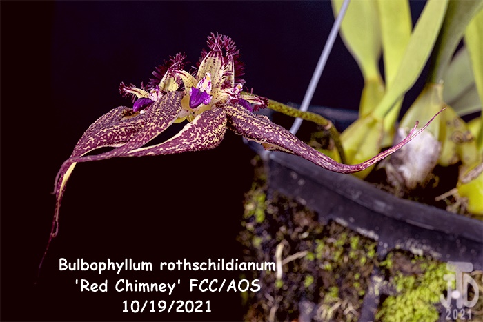 Name:  Bulbophyllum rothschildianum 'Red Chimney' FCCAOS3 10172021.jpg
Views: 609
Size:  119.5 KB