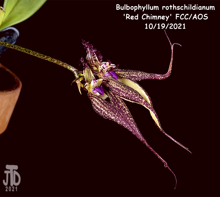 Name:  Bulbophyllum rothschildianum 'Red Chimney' FCCAOS4 10172021.jpg
Views: 330
Size:  117.2 KB