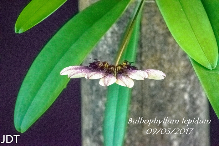 Name:  Bulbophyllum lepidum2 200mm0917.jpg
Views: 382
Size:  302.9 KB