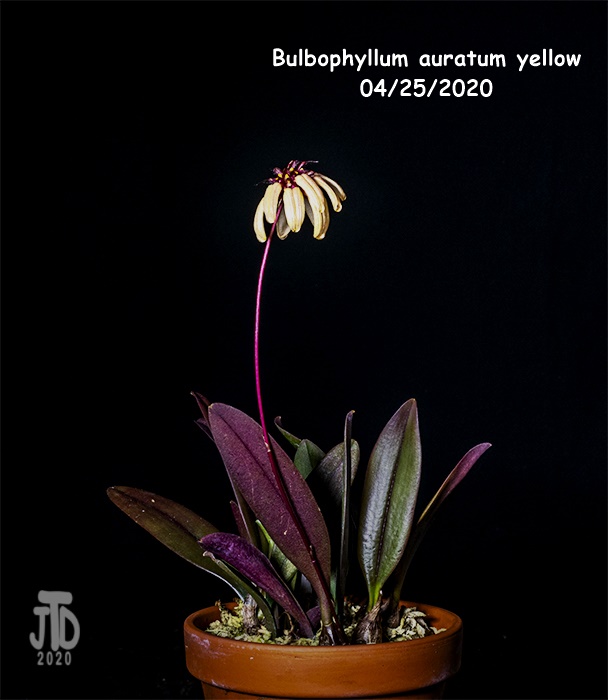 Name:  Bulbophyllum auratum yellow1 04252020.jpg
Views: 105
Size:  94.6 KB