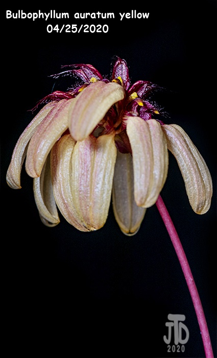 Name:  Bulbophyllum auratum yellow5 04252020.jpg
Views: 92
Size:  105.8 KB
