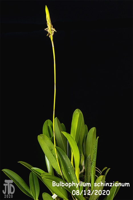 Name:  Bulbophyllum schinzianum5 08122020.jpg
Views: 381
Size:  71.7 KB