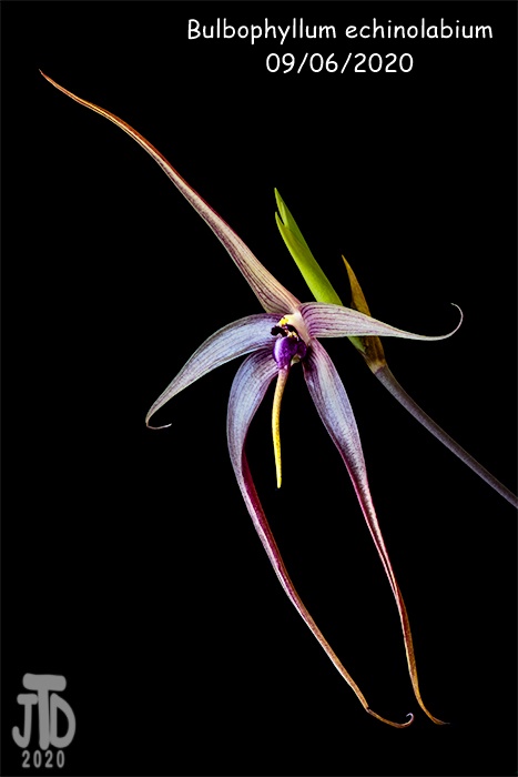 Name:  Bulbophyllum echinolabium2 09062020.jpg
Views: 1487
Size:  73.8 KB