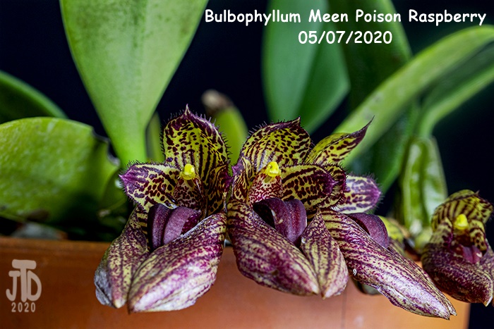 Name:  Bulbophyllum Meen Poison Raspberry2 05072020.jpg
Views: 322
Size:  158.2 KB
