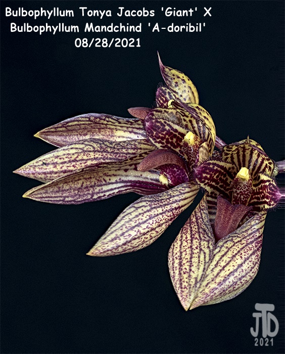 Name:  Bulbophyllum Tonya Jacobs 'Giant' X Mandchind 'A-doribil'5 08282021.jpg
Views: 90
Size:  189.7 KB