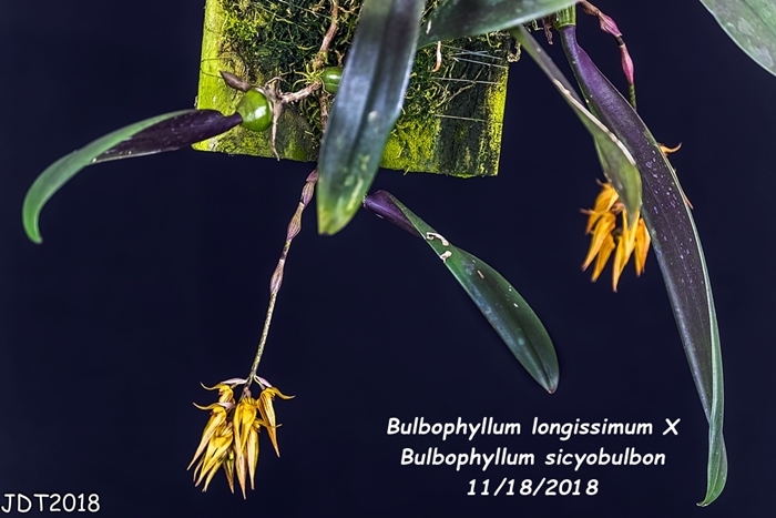 Name:  Bulbophyllum longissimum X Bulb. sicyobulbon1 11182018.jpg
Views: 217
Size:  213.5 KB