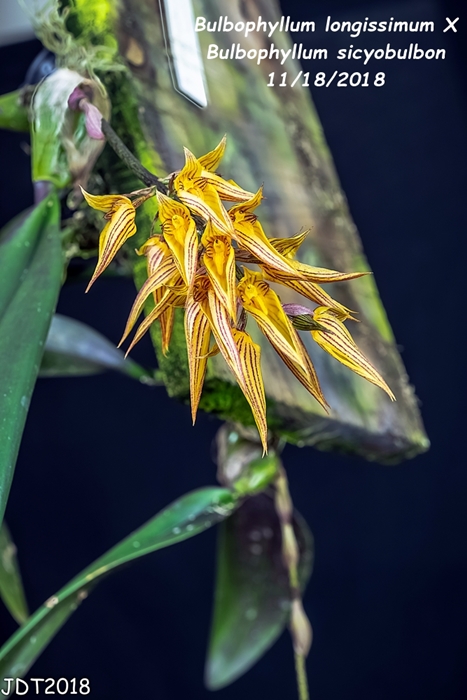 Name:  Bulbophyllum longissimum X Bulb. sicyobulbon5 11182018.jpg
Views: 163
Size:  226.2 KB